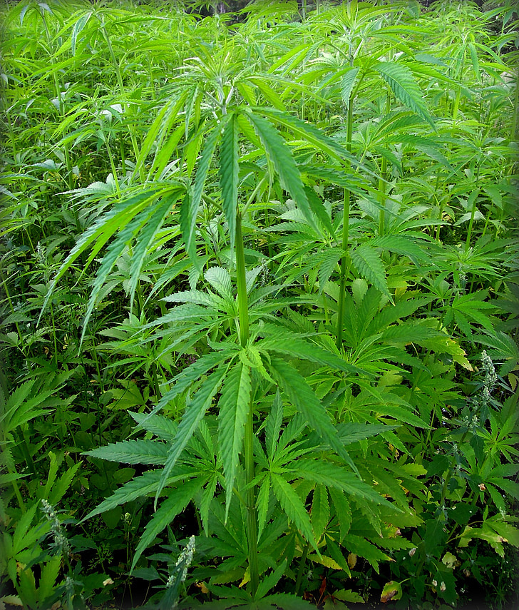 picture of marijuana/ cannabis plant